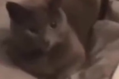 Cat-astrophe: When a Doodle Drives Kitty Crazy!