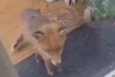 Foxy Intruders: When Foxy Friends Turn a House Upside Down!