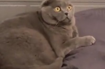 Hilarious Cat Captivated by Ceiling Cat!