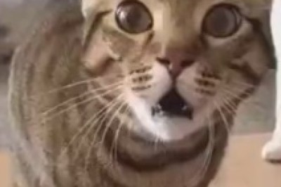 Hilarious Cat Screams Compilation – Prepare for Earsplitting Laughter!