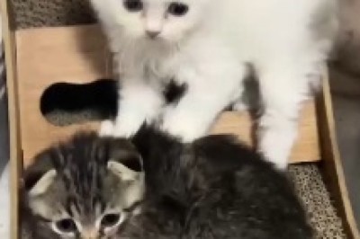 Hilarious Cat Slap Battle - You Won't Believe Who Comes Out Victorious!