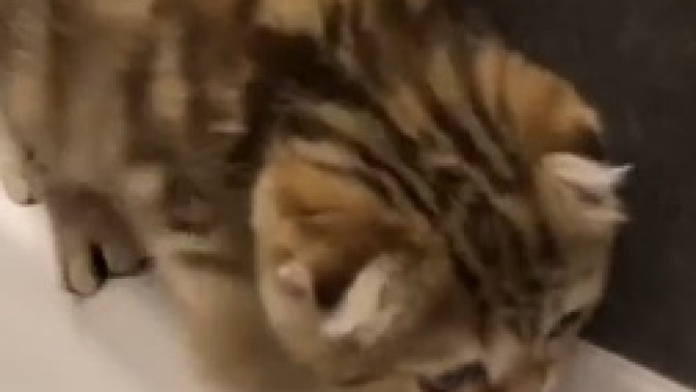 Hilarious Cat-tastrophe: Small Cat Takes a Dive into the Bathtub!