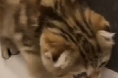 Hilarious Cat-tastrophe: Small Cat Takes a Dive into the Bathtub!