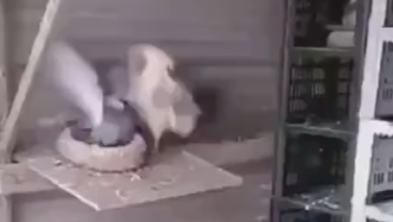 Hilarious Feathery Brawl: Unlikely Battle Between a Rooster and a Male Pigeon