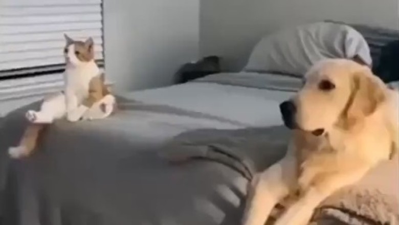 Hilarious TV Binge-Watching Session: Dog and Cat Get Hooked!