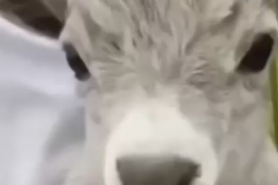 Hilarity Unleashed: The Great Goat Scream Symphony - A Comedic Masterpiece of Caprine Choir Chaos!