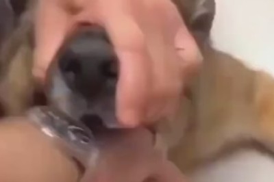 Incredible Ball Swallowing Dog – Watch as Vet Performs Epic Rescue!