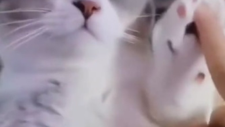 Mayhem and Meows: A Side-Splitting Showcase of Cats and Dogs' Hilarious Hijinks!