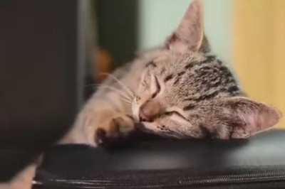 The CatIGoty: When a Kitty Discovers the Ultimate Luxury - a Computer Wallet!