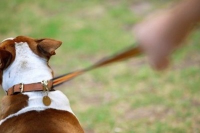 The Incredible Video of a Dog Walking its Owner in a Wheelchair