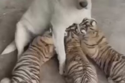 The Pawsitively Wacky Chronicles: Unleash the Laughter as Three Tigers Seek Unexpected Nourishment from a Lactating Lady of a Different Kind!"