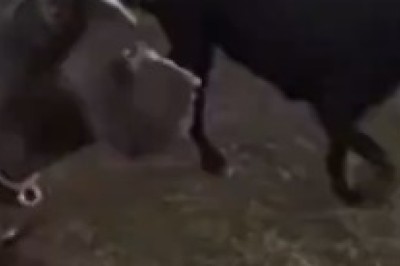 The Pawsome Pandemonium: When Fierce Dogs Turn into Fuzzy Balls of Cuteness!