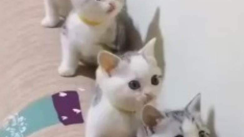 The Purrrfect Dance Crew: Five Kittens Grooving in Sync!
