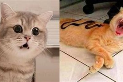 The Ruler of the Clearing: A Cat's Majestic Stance