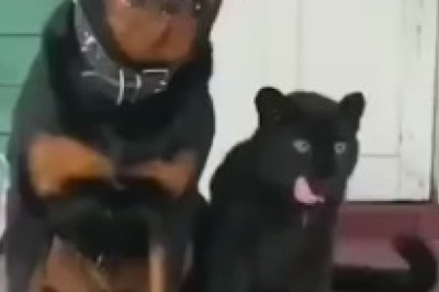 The Unlikely Duo: A Dog and His Cheetah Pal