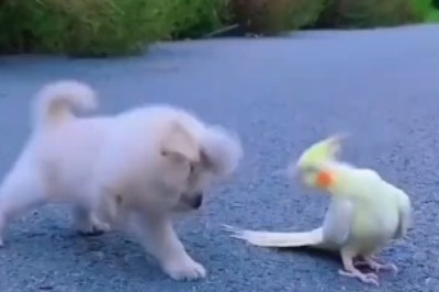 The Unlikely Duo: Hilarious Hijinks of a Small Dog and a Talkative Parrot!