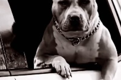 The World's Most Influential Dog: Meet the Canine Sensation That's Taking Over Social Media!