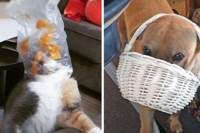 Unbelievable Rescue: Pets Trapped in Hay Feeder Defies the Odds