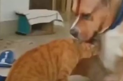 Canine Craziness: Hilarious Hijinks as a Dog Perfectly Strokes a Cat's Head, Sending Furry Friendship Levels Intergalactic!
