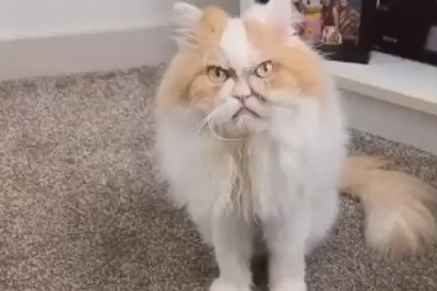 Cat-astrophe Chronicles: The Hilarious Saga of an Upset Cat and Its Misadventures!