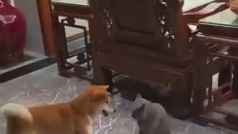 Clash of the Comedic Titans: The Rib-Tickling Showdown Between a Cat and Dog!