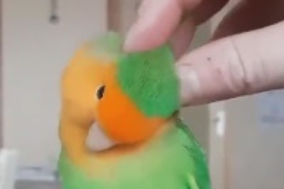 Feathered Serenity: The Hilarious Video of a Parrot Enjoying a Relaxing Massage!