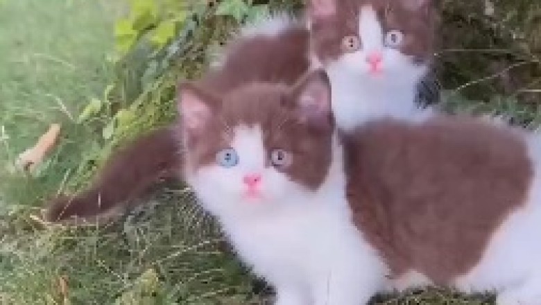 Kitten Capers: A Hilarious Adventure with Two Playful Purr-fectionists!