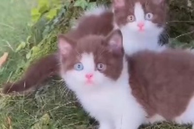 Kitten Capers: A Hilarious Adventure with Two Playful Purr-fectionists!