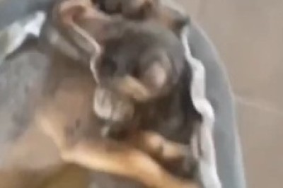 Love at First Bark: The Adorable Tale of a Dog and Cat's Unlikely Romance