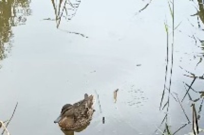 Quack-tastic Aquatics: A Hilarious Adventure of a Duck's Playful Swim!