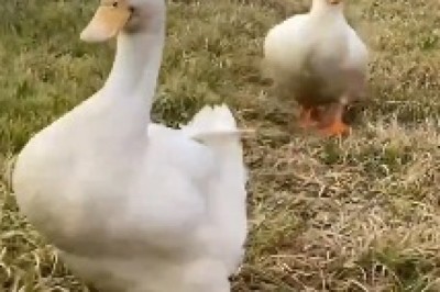Quacktastic Competitors: The Hilarious Race of Two Ducks that Will Quack You Up!