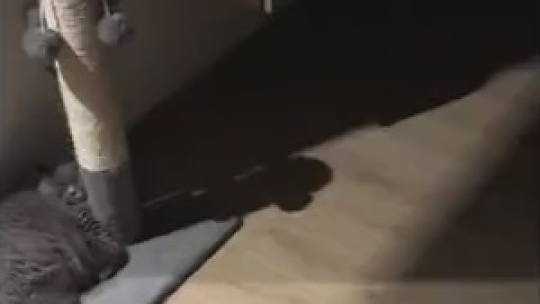 The Adorable Adventure of the Supersized Sleepy Kitty: When a Cat Takes "Big Cat Nap" to a Whole New Level!