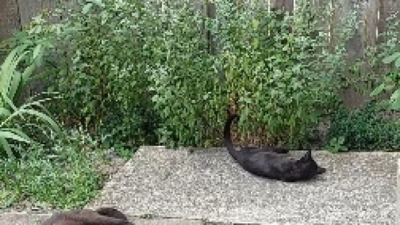 The Epic Cat Showdown: A Hilarious Tale of Two Cats