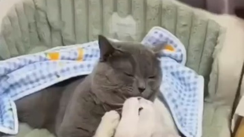 The High-Flying Feline: A Funny Cat Jumps Into Hysterical Heights!
