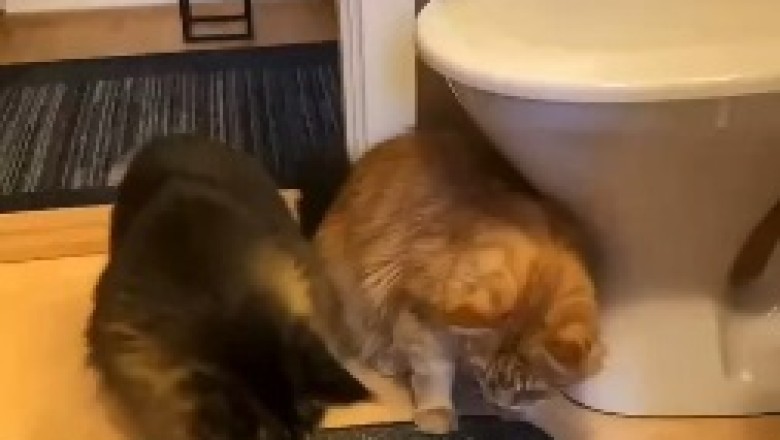 The Hilarious Fiasco: Two Cats Going Bonkers over a Simple Comb