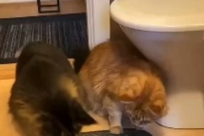 The Hilarious Fiasco: Two Cats Going Bonkers over a Simple Comb