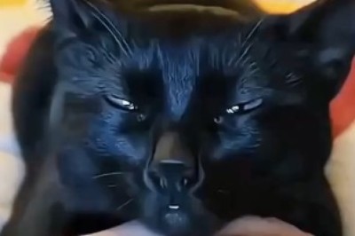 The Hilarious Tale of Twitchy Whiskers: An Epic Reaction to a Door Opening!