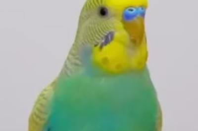 The Marvelous Melodies of a Beautiful Parrot: Watch as this Feathered Diva Puts on a Hilarious and Enchanting Show!