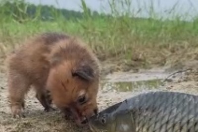 The Paw-some Fishing Expedition: A Tiny Dog's Epic Battle with a Big Fish that Will Leave You Reeling with Laughter!