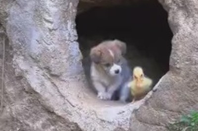 The Unlikely Duo: Hilarious Adventures of a Small Dog and Small Duck in Their Unbreakable Friendship!