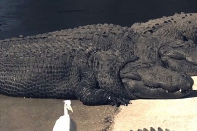 The Unlikely Saga Unfolds: Hilarious Video of Crocodiles Taking a Beach Day while Unaware Pelicans Carry on Without a Clue!