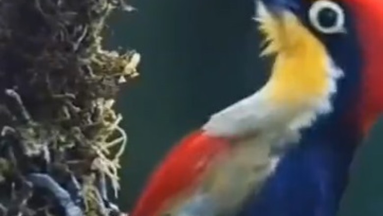 Birds Gone Wild: A Feathered Comedy Show!