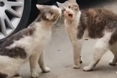 Claws, Paws, and Hilarity: The Ultimate Cat Fight Showdown!