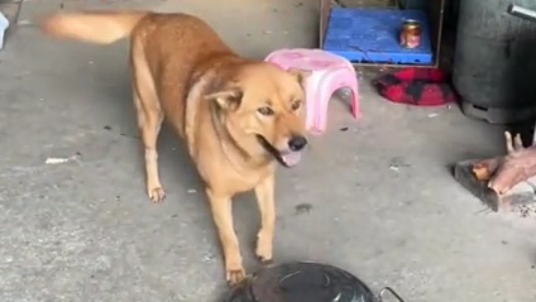 Guardian Dog vs Tricky Chicken: A Hilarious Battle for Bites!