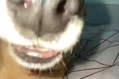 Hilarious Hijinks: The Adventures of a Ridiculously Cute Dog