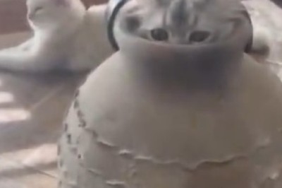 Pot-Tastrophe: When a Curious Cat Gets Trapped!
