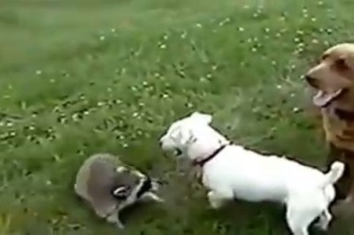Racoons & Woofers: Unlikely Allies with Hilarious Antics!