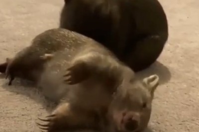 Rollin' Wombats: Hilarious Buddies Enjoy Some Tumbling Fun!
