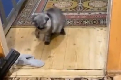 Shoeball Champion: Cat's Epic Shoe-Hitting Adventure!