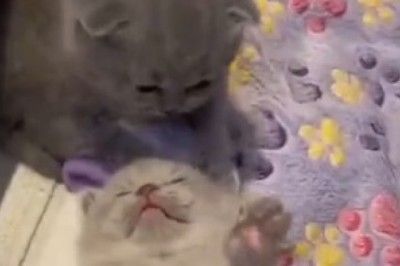 The Awkward Cat Chronicles: Hilarity ensues as a Feline Attempts to Master the Art of Sitting